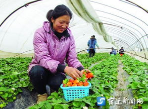 宿遷宿城區 探索農業新型產業化經營模式的江蘇實踐