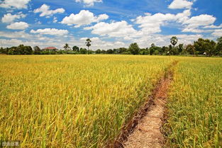 廣西平樂 農業產業化助推水稻豐產，助力脫貧攻堅