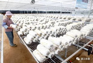 靈秀田園，靈芝采摘 現代農業培育的詩意棲居