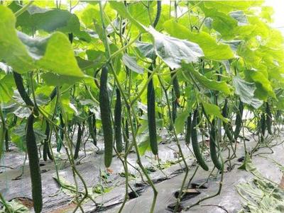 發(fā)展種植新型生態(tài)農(nóng)業(yè)，他一年就賺了十萬元