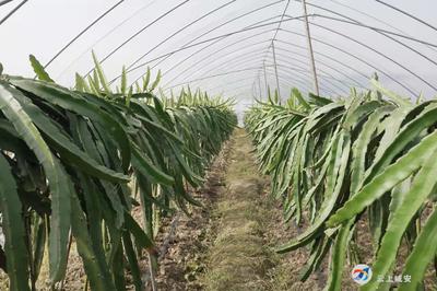 多樣化種植 農(nóng)業(yè)培育，致富路上不停歇