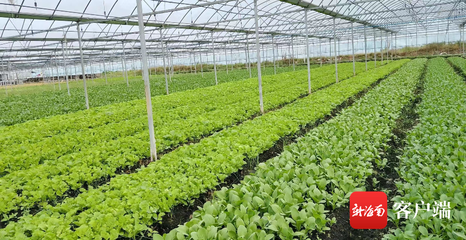 三亞蔬菜種植基地 科技農(nóng)業(yè)培育新篇章