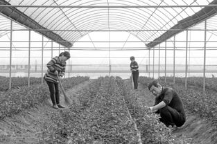 花海鋪就致富路——河南項(xiàng)城市南頓鎮(zhèn)發(fā)展花卉種植助農(nóng)增收紀(jì)實(shí)