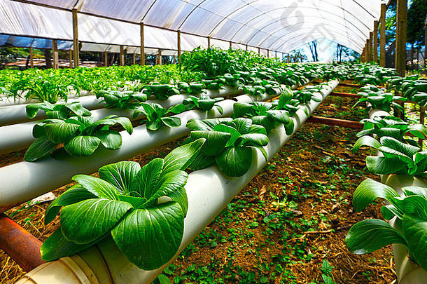 綠色科技，豐饒未來——農業產品種植技術公司畫冊封面模板