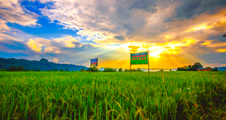 產業驅動激發鄉村振興新活力 四川宣漢農業種植的轉型升級之路