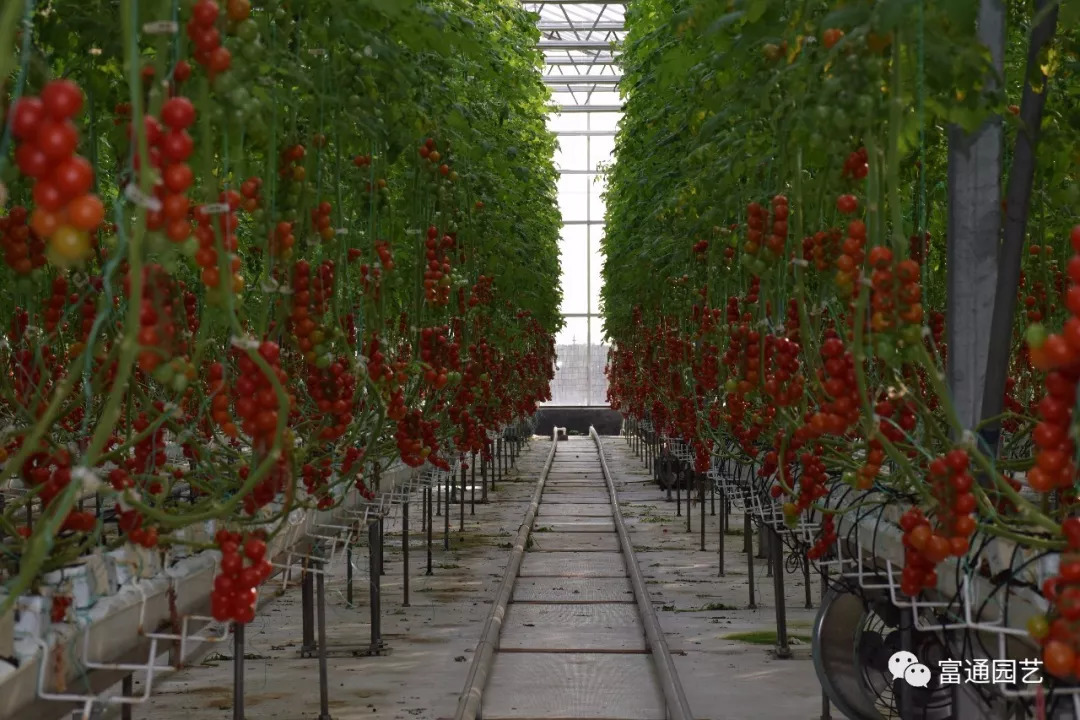 科技引領未來 工業化蔬菜種植如何領跑現代農業新賽道